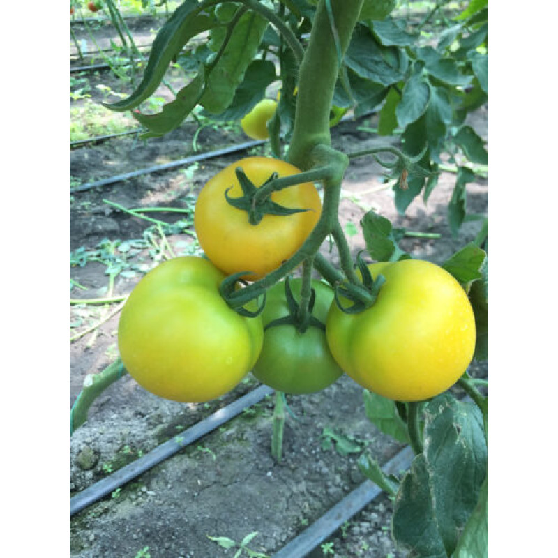 Томат Єллоу Болл F1 5 шт, Spark Seeds