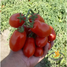 Томат Hardy F1 Харді F1 25 шт, Spark Seeds