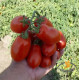 Томат Hardy F1 Харді F1 25 шт, Spark Seeds