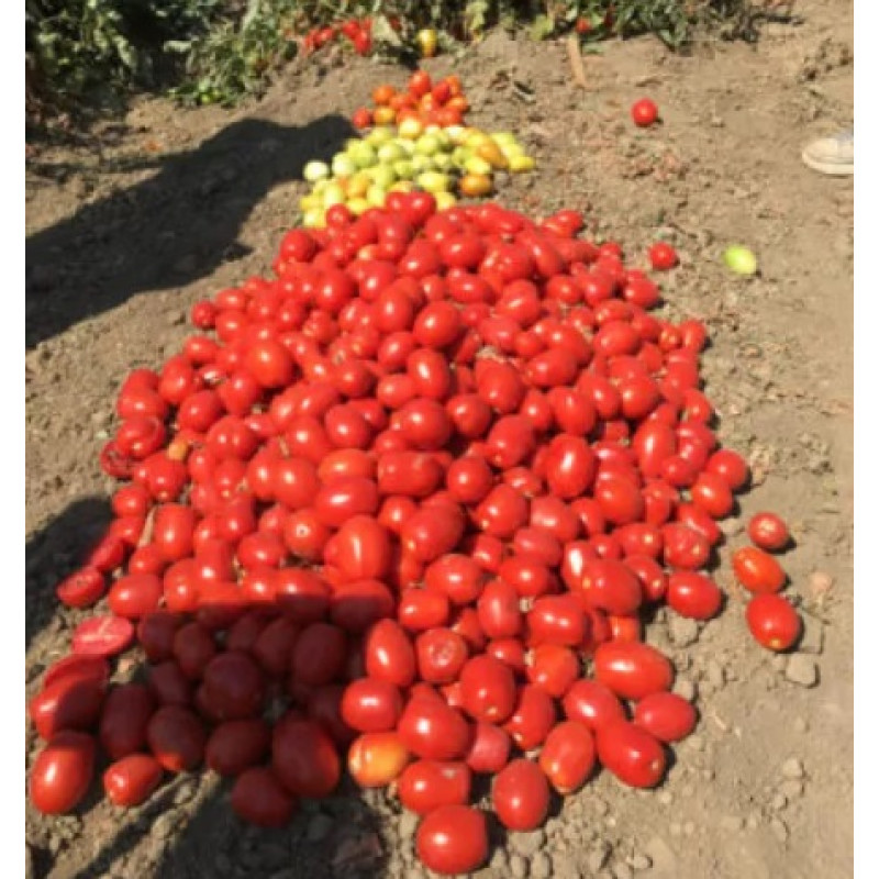 Томат 1892 F1 25 шт, Spark Seeds