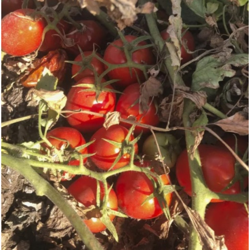 Томат 2123 F1 25 шт, Spark Seeds