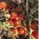 Томат 2123 F1 25 шт, Spark Seeds