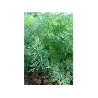 Укроп кустовой "Оливер" 100 г