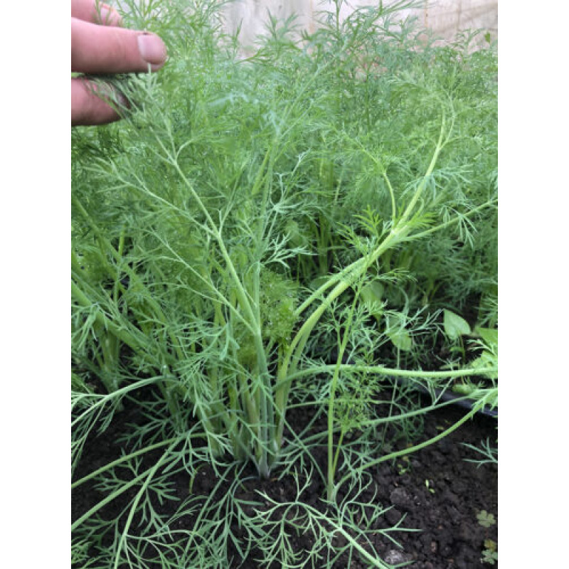Кріп Брум 5 г, Spark Seeds