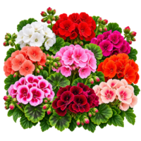 Пеларгонія