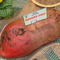 Кормовий буряк Рекорд Полі 300 г, MHR