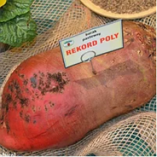 Кормовий буряк Рекорд Полі 300 г, MHR