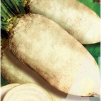Буряк кормовий Центаур (Україна), 5 кг, Садиба