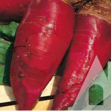 Буряк кормовий Червоний мамонт, 15 кг, Suba Seeds