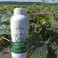 Добриво Асковіп 1 кг, Clever Bioscience