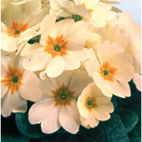 Примула безстебельна Heritage F1 Creme, 5 шт, PanAmerican