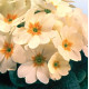 Примула безстебельна Heritage F1 Creme, 5 шт, PanAmerican