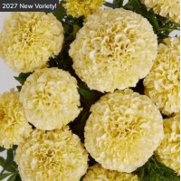 Чорнобривці прямостоячі Lanna Lace F1, 5 шт, PanAmerican