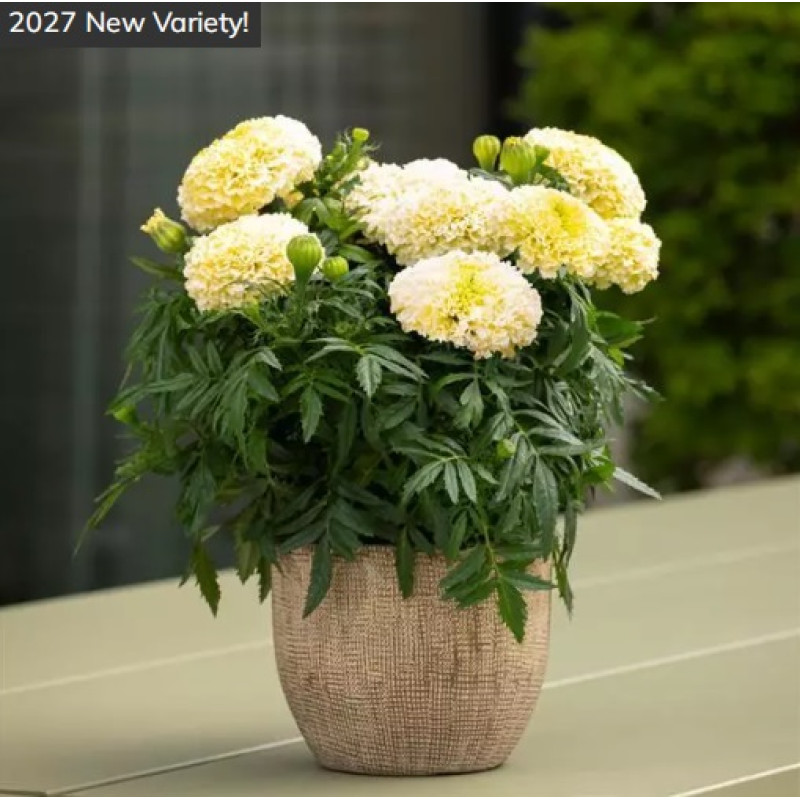 Чорнобривці прямостоячі Lanna Lace F1, 100 шт, PanAmerican