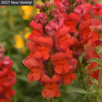 Левовий зів POTOMAC® F1 Bright Orange, 500 шт, PanAmerican
