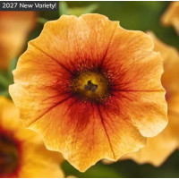 Петчоа Caliburst Nectarine, 1000 шт, PanAmerican