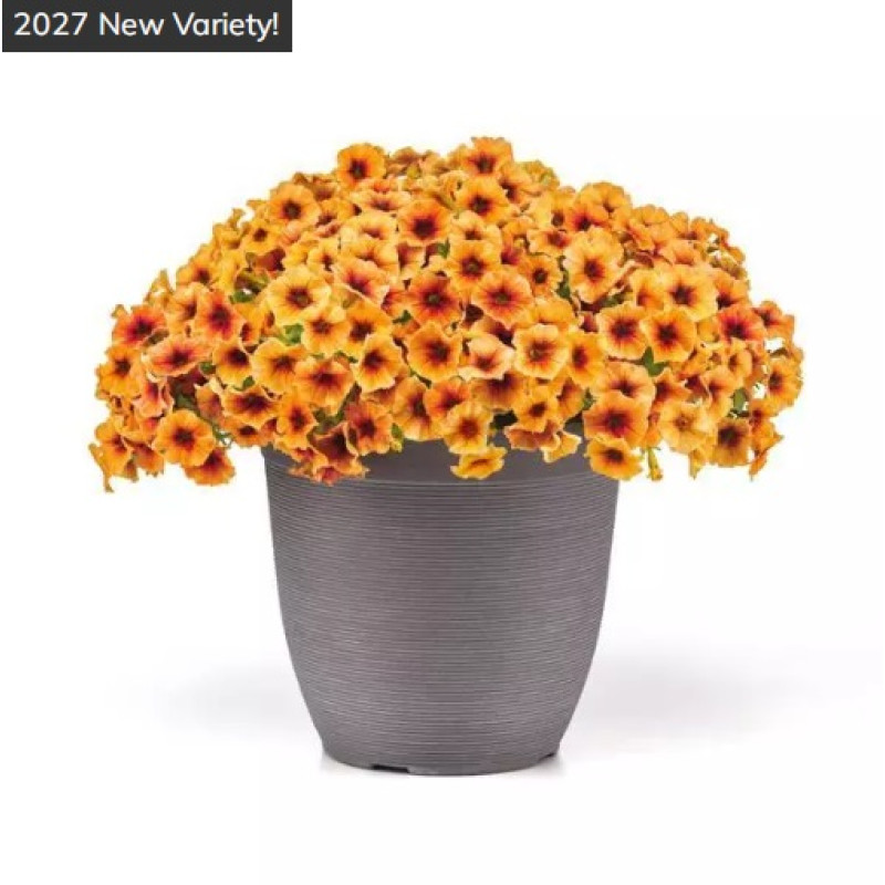 Петчоа Caliburst Nectarine, 1000 шт, PanAmerican