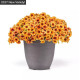 Петчоа Caliburst Nectarine, 1000 шт, PanAmerican