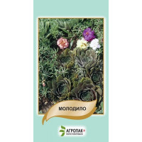 Молодило, 20 шт, АГРОПАКГРУП
